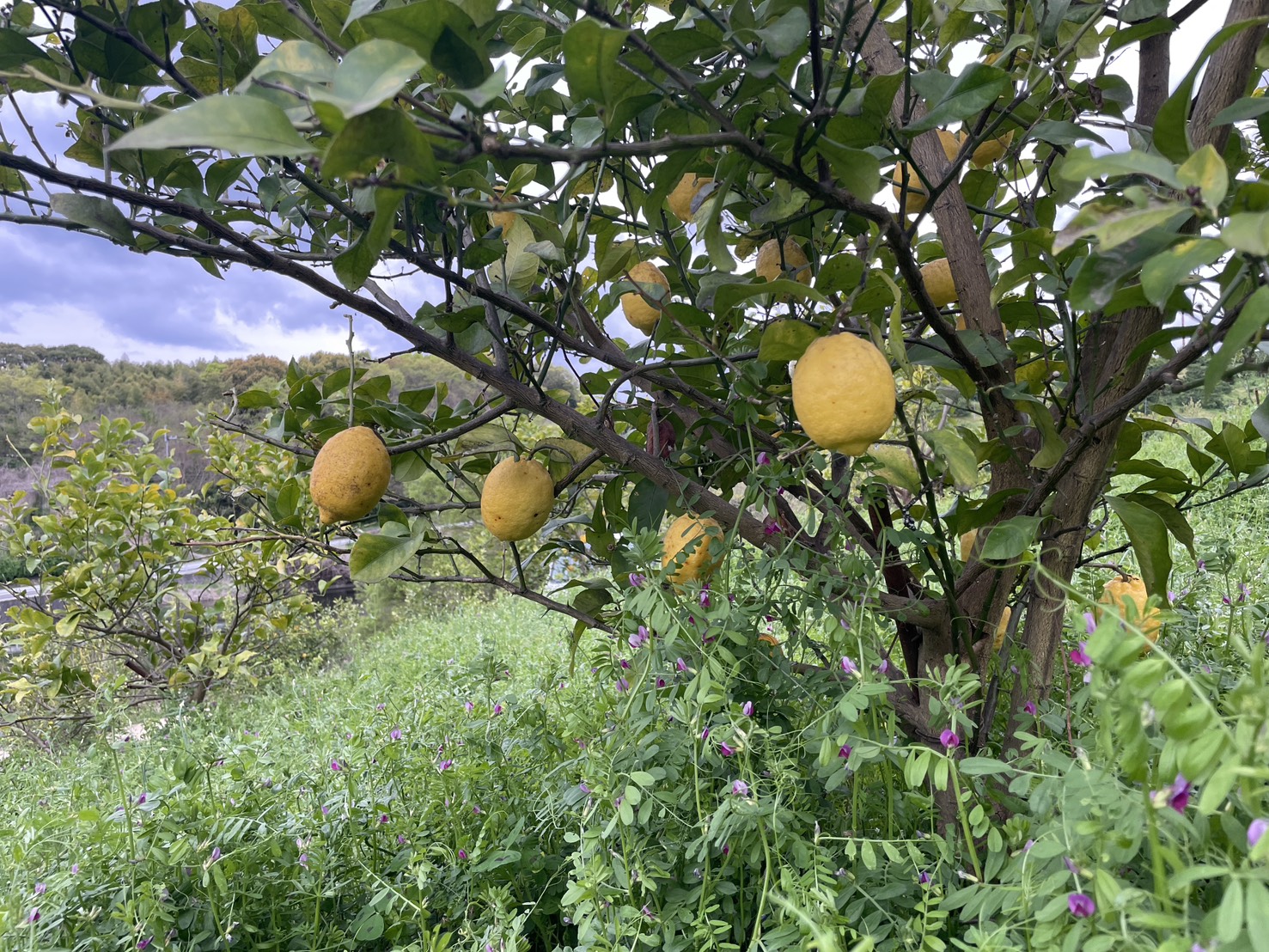 雑草と共に育てる栽培