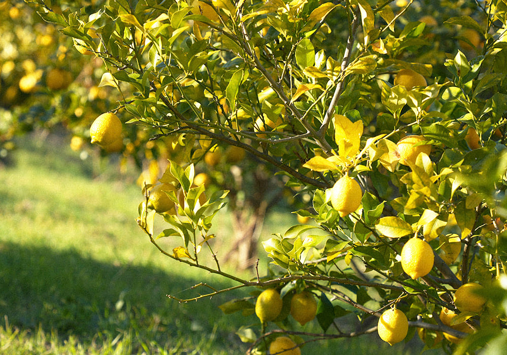 夫婦二人三脚の小さな農園