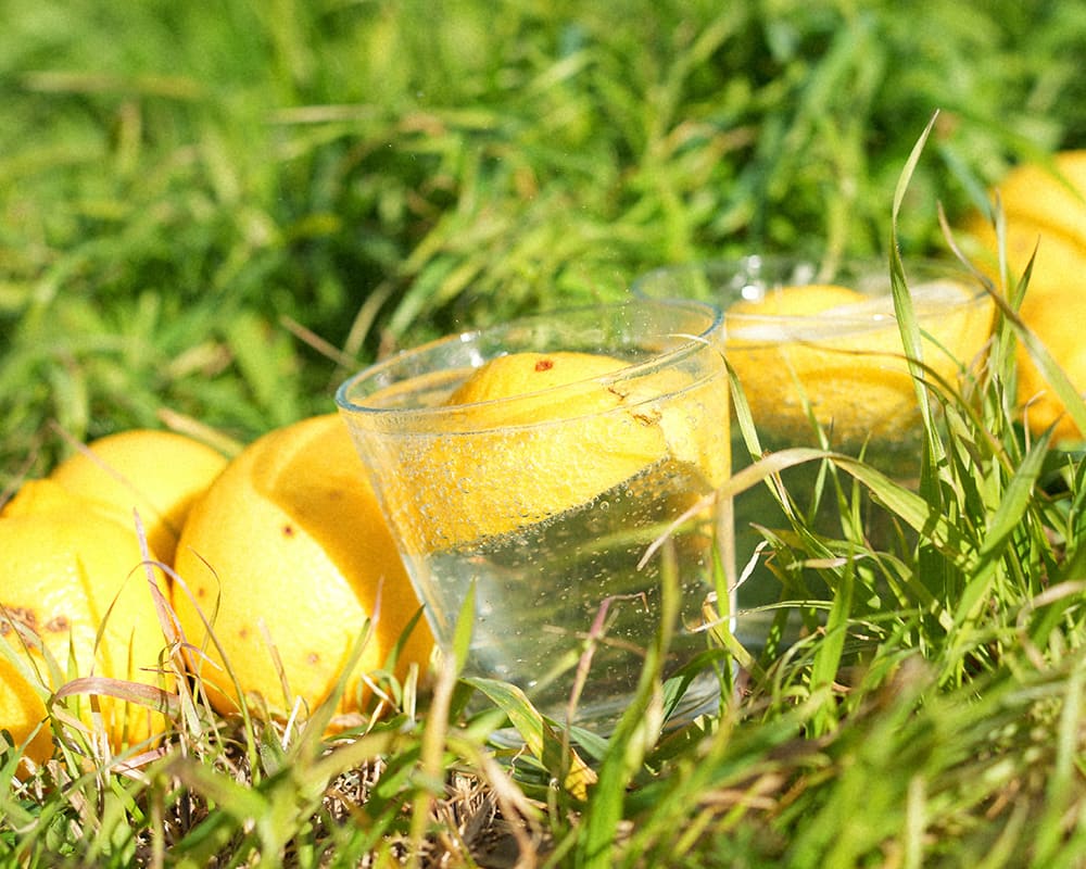 暮らしに寄り添う柑橘