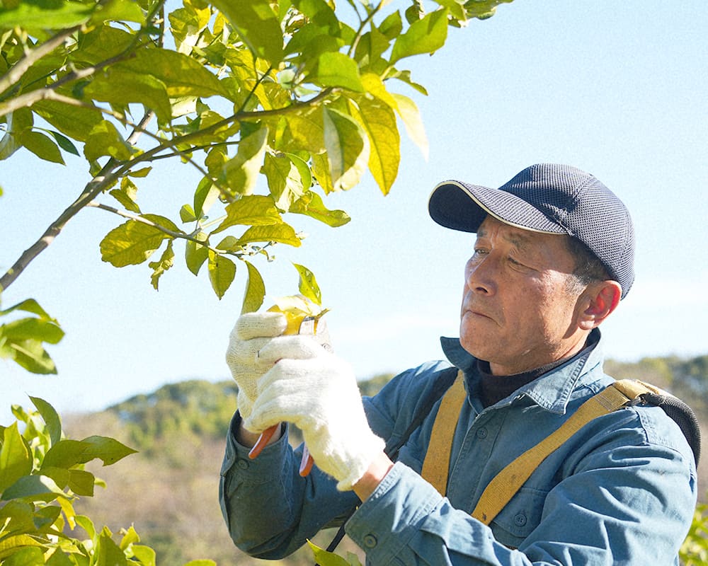 自然栽培を選んだ理由
