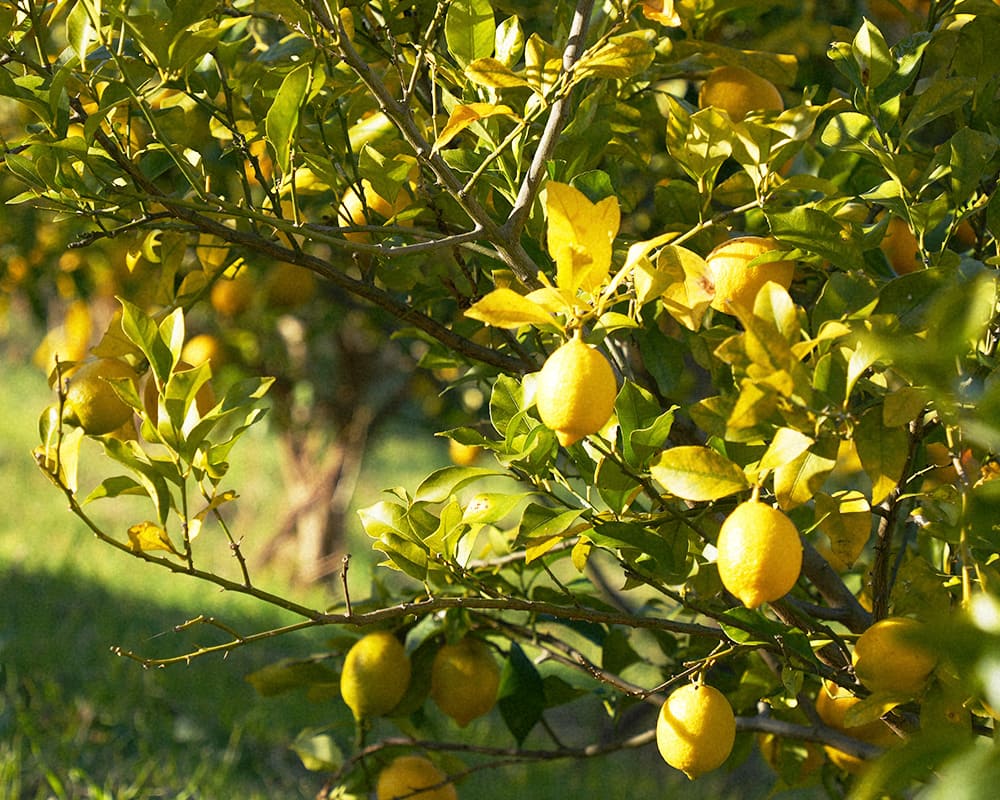 果実本来の味を目指して