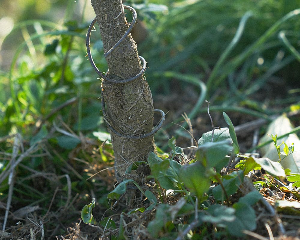 雑草と共に育てる栽培