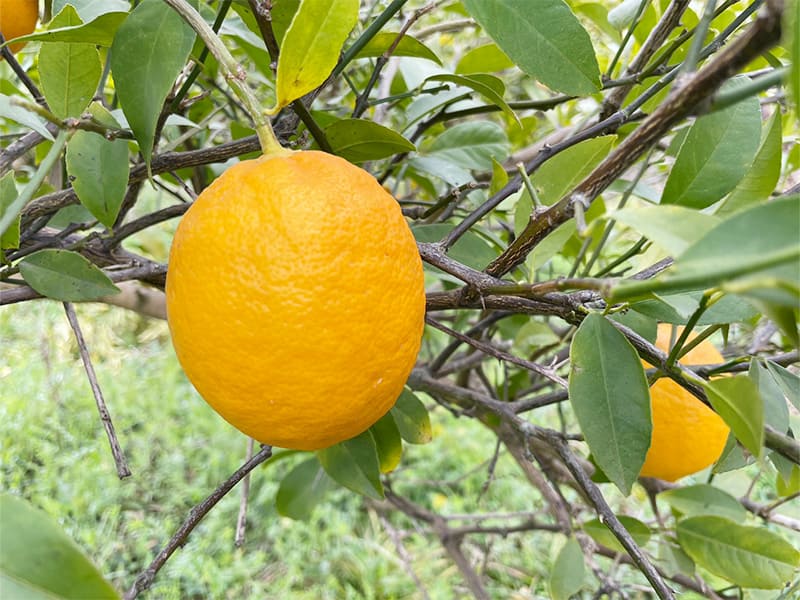 マイヤーレモン（中国系のレモン）