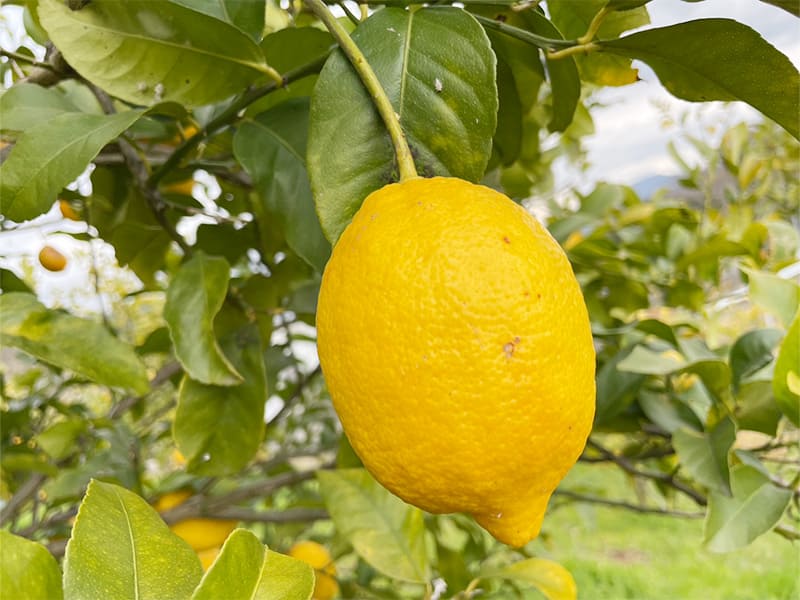 ユーレカレモン（アメリカ系のレモン）