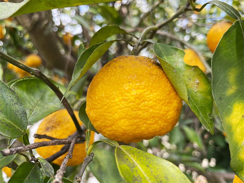 ゆず（多田錦・木頭ゆず）