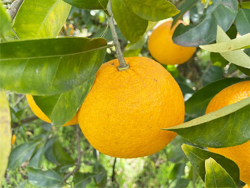 甘夏