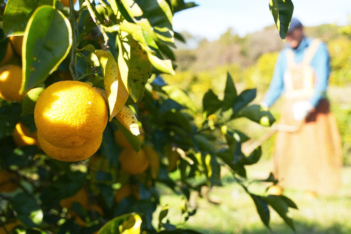 レモンをはじめとした自慢の果実たち