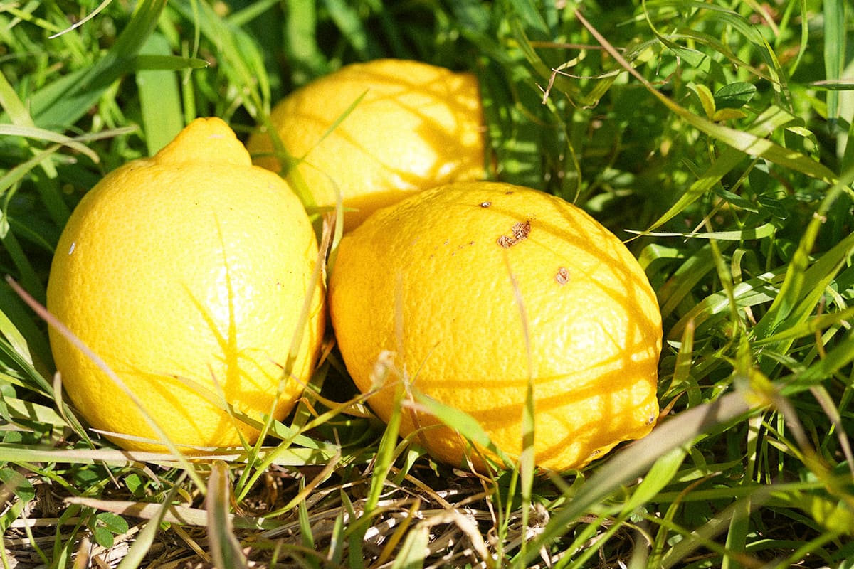 同じ顔のレモンは、ひとつもありません