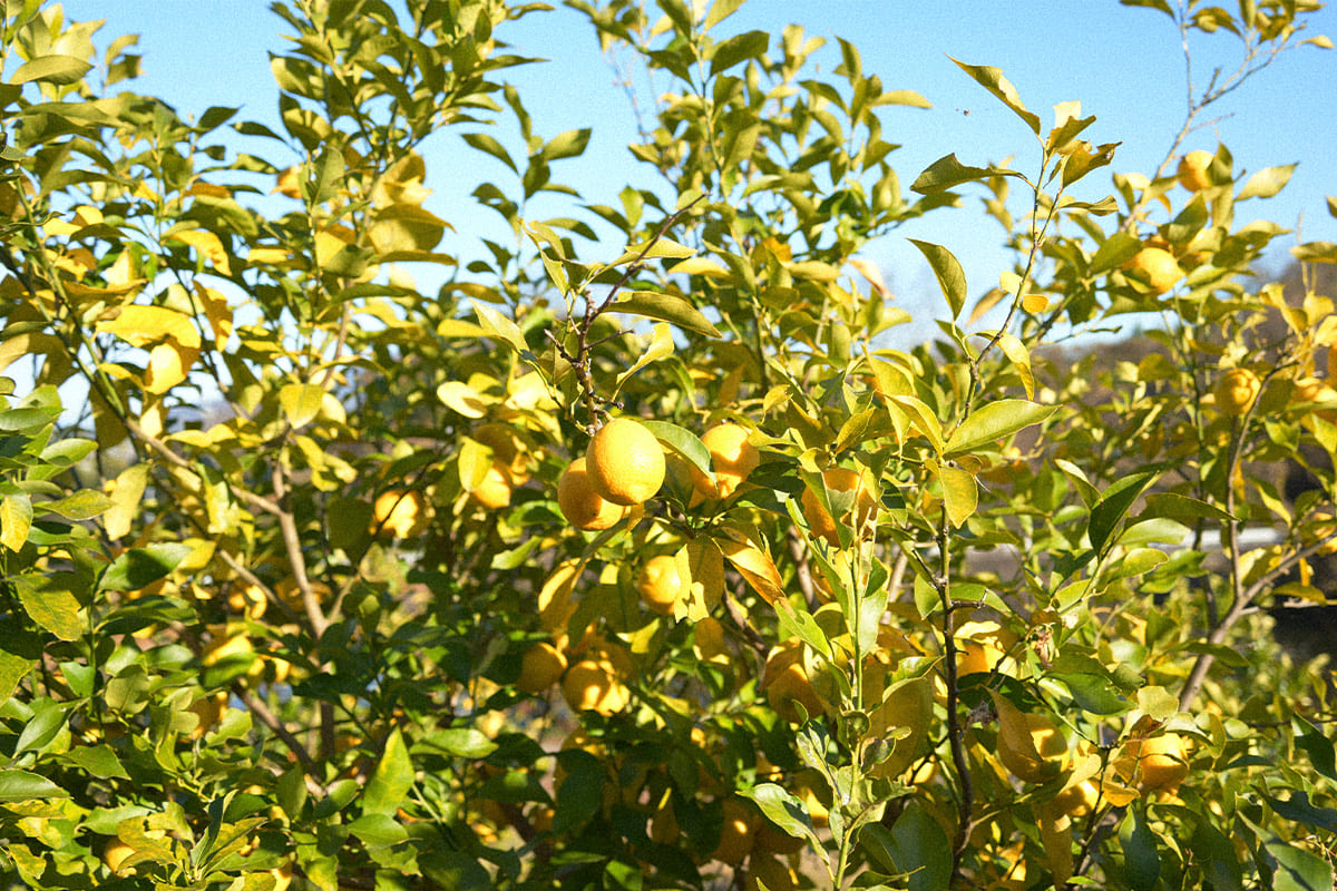 今の季節の「ちょうどいい柑橘」を